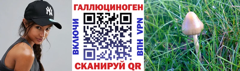 Галлюциногенные грибы Psilocybine cubensis  Купить где  Унеча 